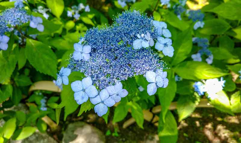Photo des fleurs bleues du jardin du Temple Tenryû-ji