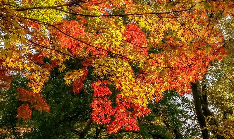 parc-hibiya-koen-tokyo-automne-momiji Les momiji au parc Hibiya-kôen