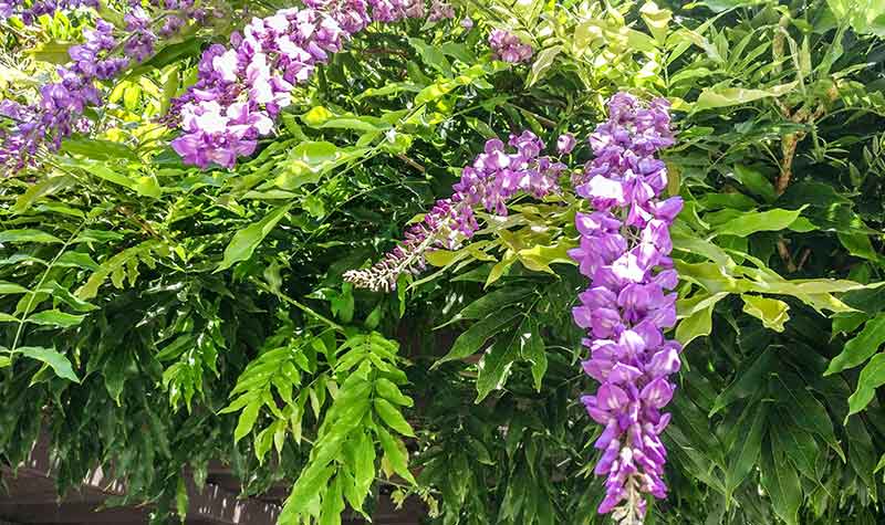 sanctuaire-hie-jinja-akasaka-glycine Fleurs de glycine au sanctuaire Hie-jinja à Akasaka