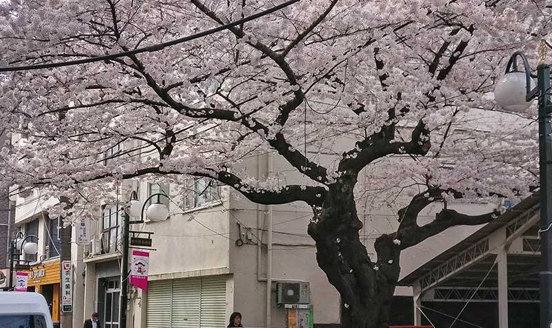 arbre-cerisier-higashinakano Arbre cerisier Higashinakano