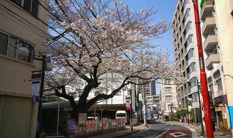 Arbre cerisier à Higashinakano