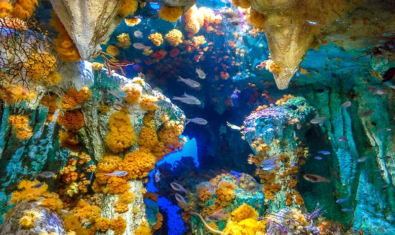 Aquarium Sunshine city à Ikebukuro