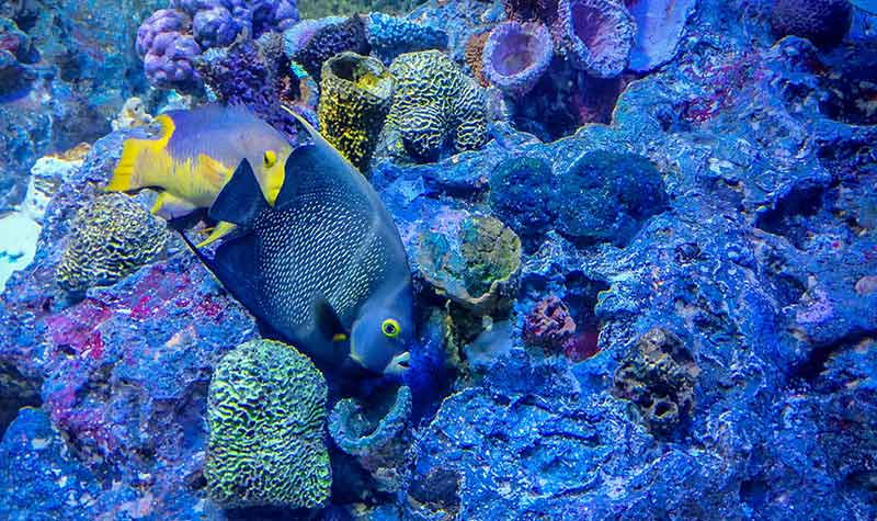 sunshine-aquarium-poissons-dori Aquarium Sunshine city à Ikebukuro