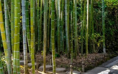 Kamakura : que faire en 1, 2 ou 3 jours ? Itinéraires complets