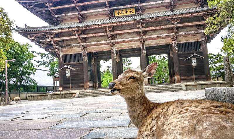 Guide Nara - Activité : temple Tôdai-ji - portail