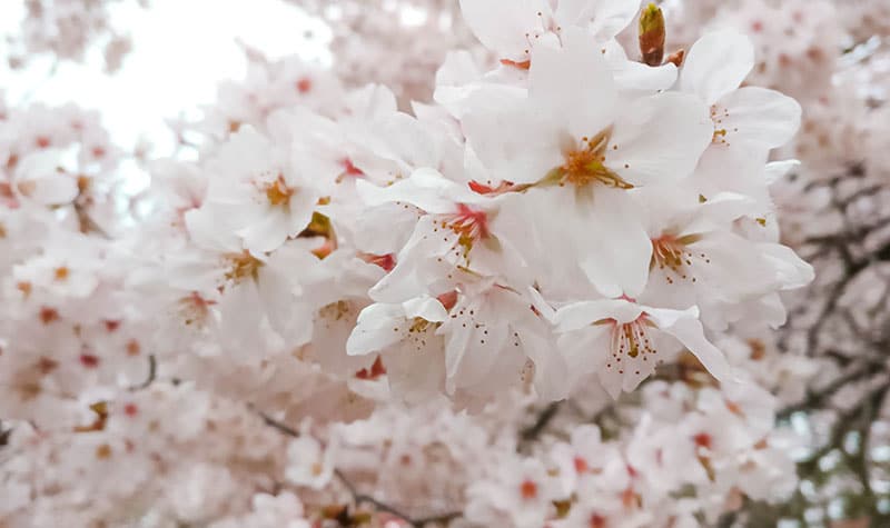 Fleurs de sakura - arbre de cerisier