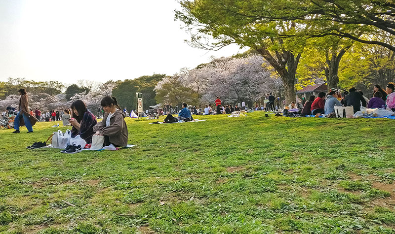 Guide Shinjuku - Activité : jardin Shinjuku Gyoen - Hanami