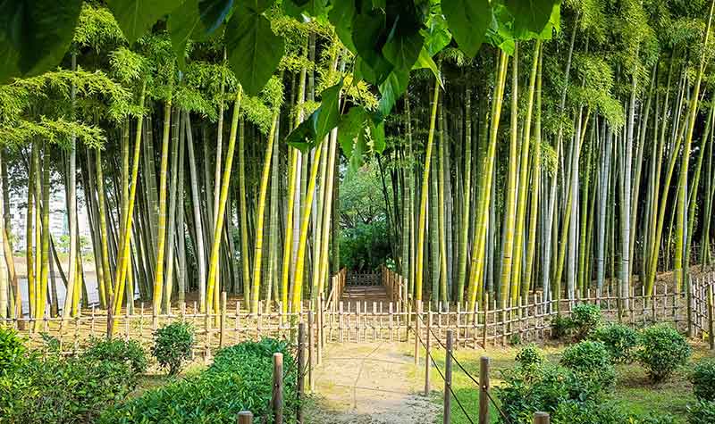 Jardin Shukkei-en à Hiroshima - forêt de bambou